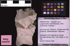 Foto (Objekt + Etiketten) von Longodromites ovalis (Moericke, 1897) (NHMW-GEO-1990-0041-0231)